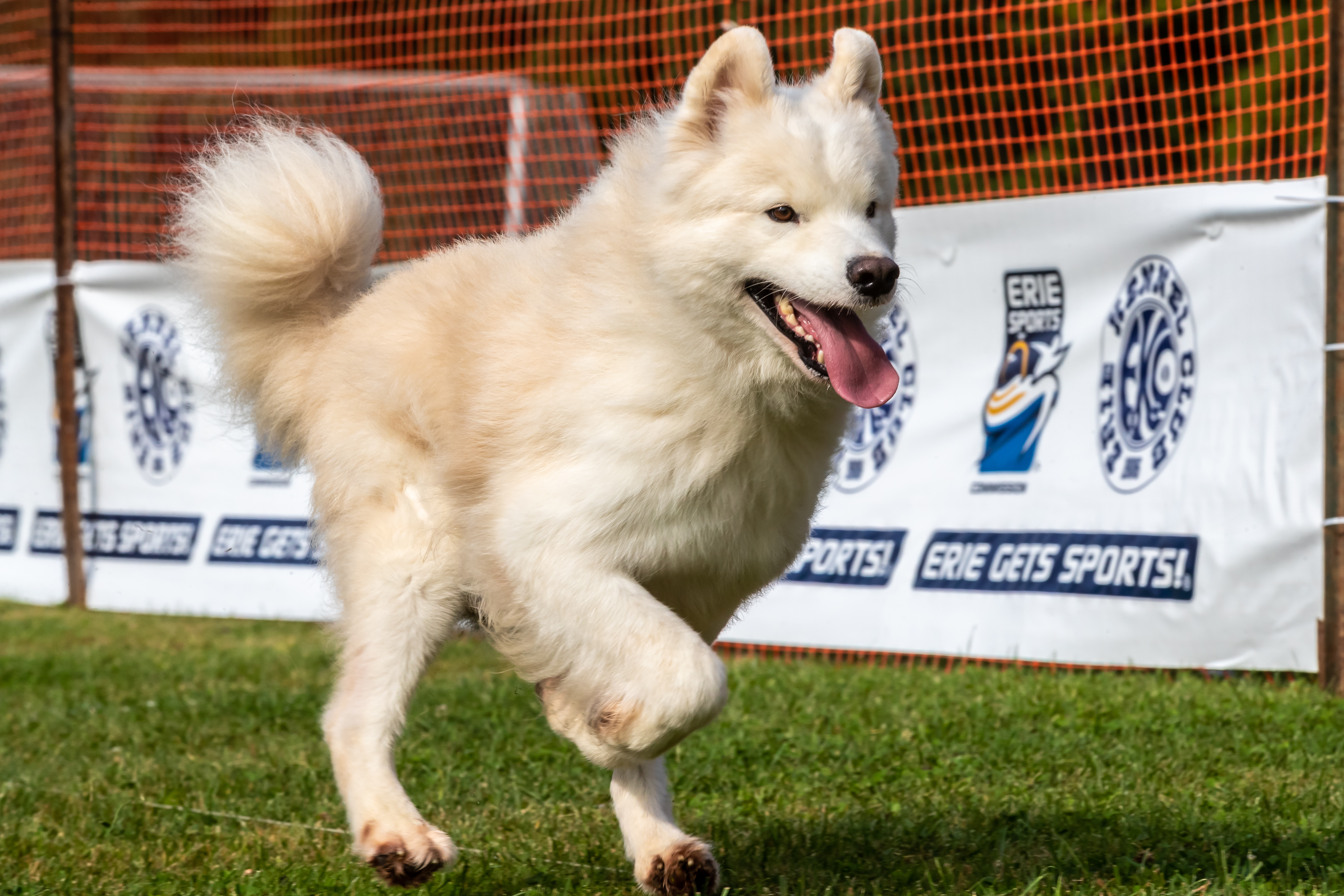 ESC Dogs 003 September 18 2021